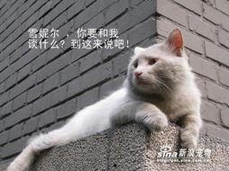 痞子猫